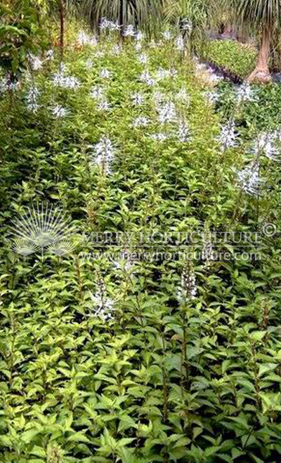 Orthosiphon stamineus 'Cat whiskers white'